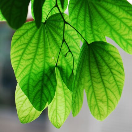 Green-leaves